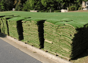 Where to Buy Sod
