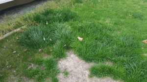 cause of thin lawn