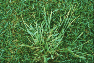 crabgrass grass weed