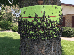 how to get rid of Spotted Lanternfly