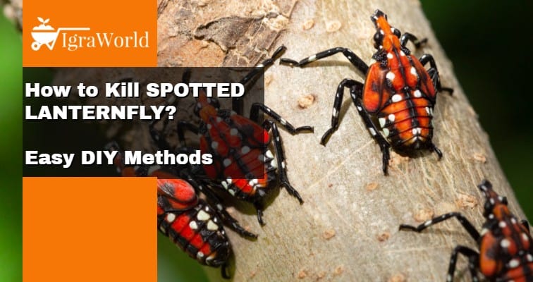 how to kill spotted lanternfly