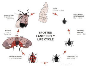 life cycle of spotted Lanternfly