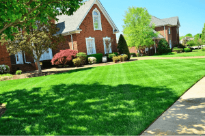 thicker and greener lawn