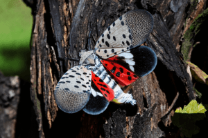 what kills spotted Lanternfly