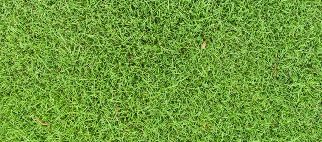 Browntop or Colonial Bentgrass