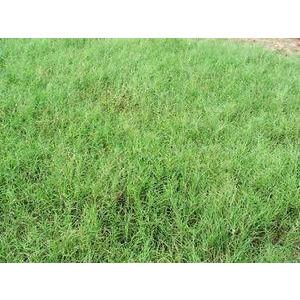 Coastal Bermuda grass