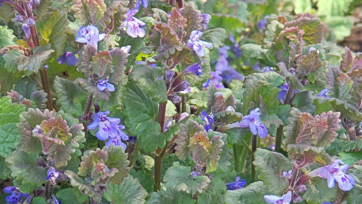 Creeping Charlie or Ground Ivy