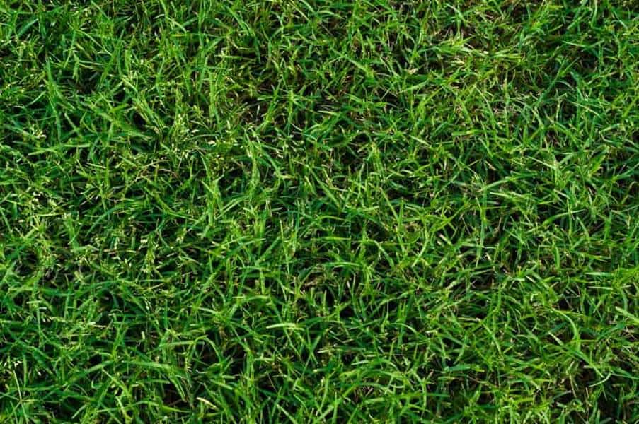 Ormond Bermuda Grass