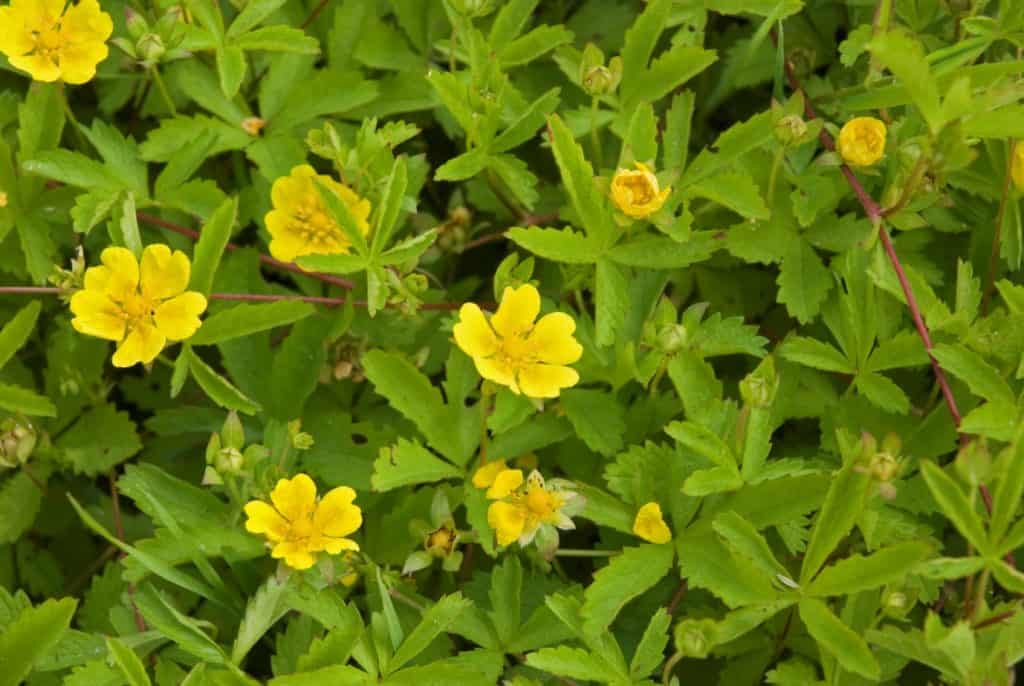 Potentilla with yellow flower