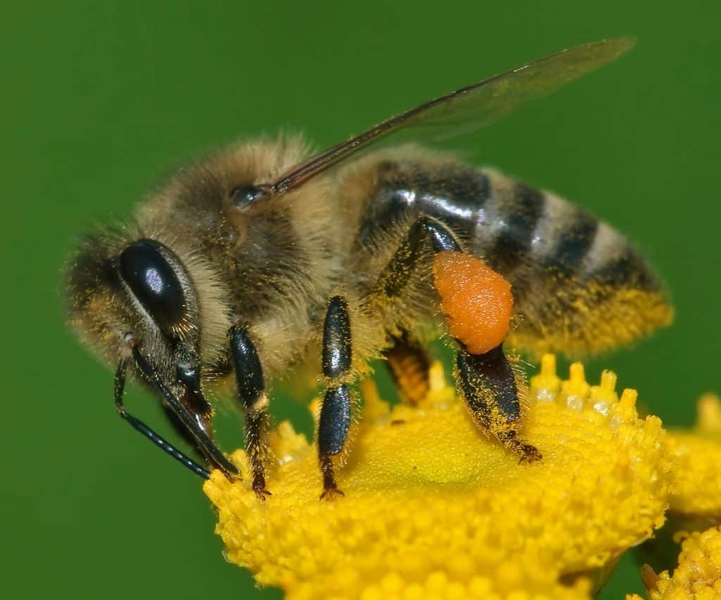 Western honeybees