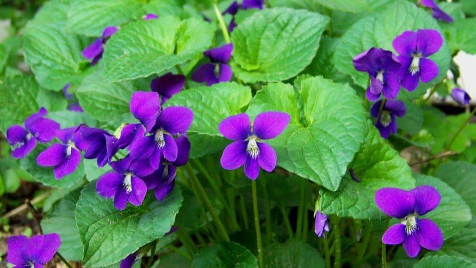 Wild Violets (Viola odorata)