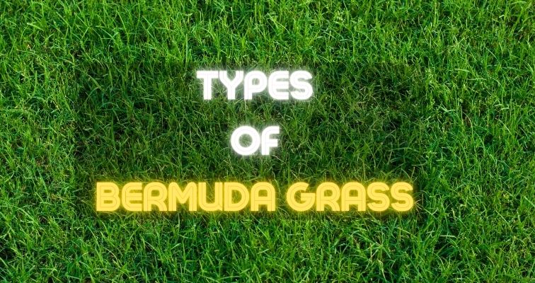 types of bermuda grass