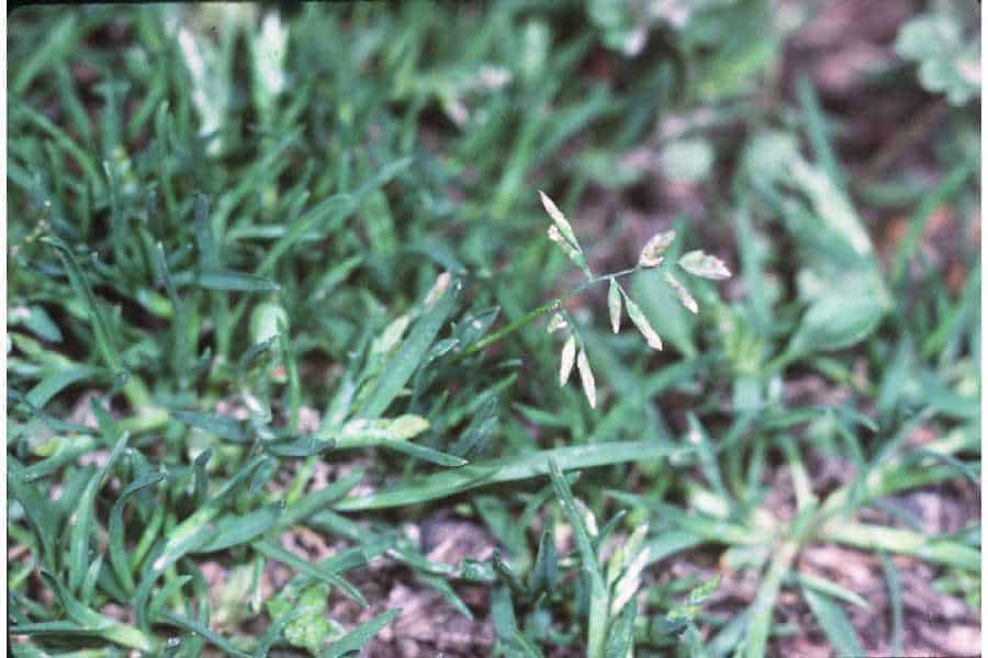 types of winter grasses
