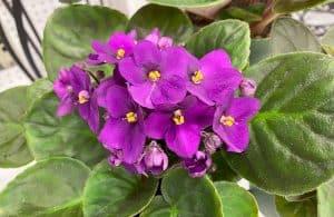 water-plants-African-violet