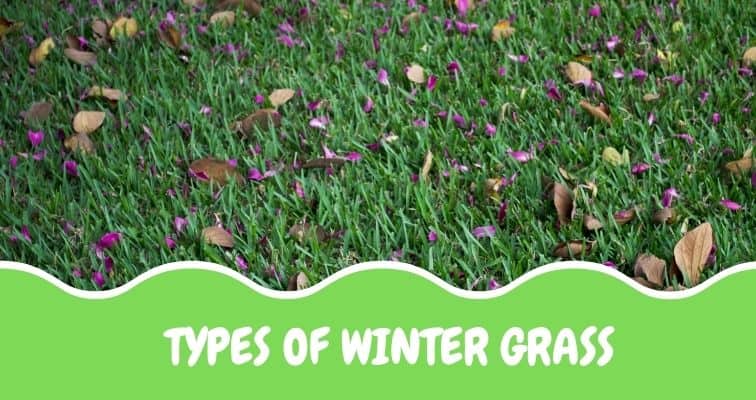 winter grass types