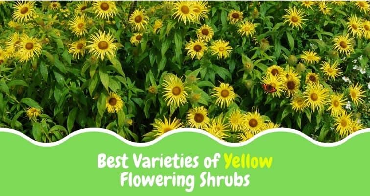 yellow flowering bush