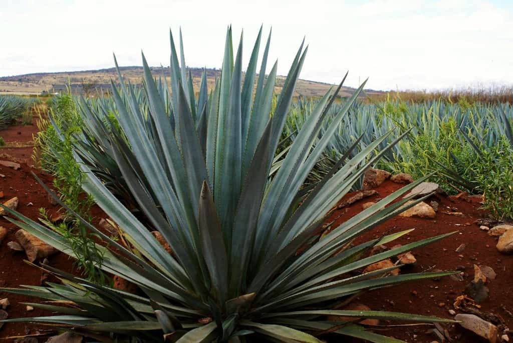 Agave tequilana azul