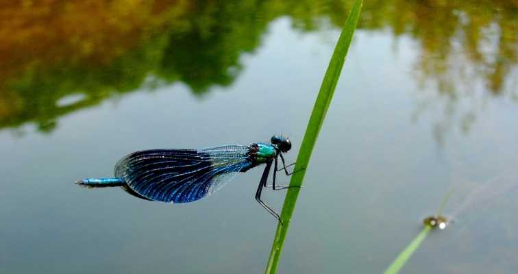 Attract Dragonflies by water feature