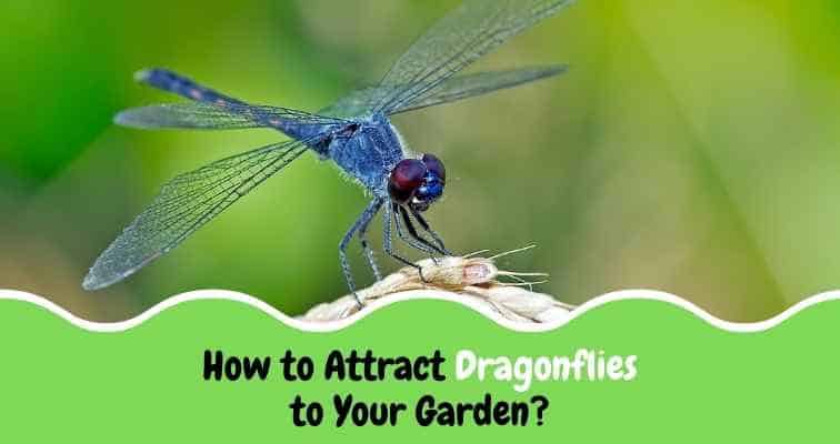 Attract Dragonflies