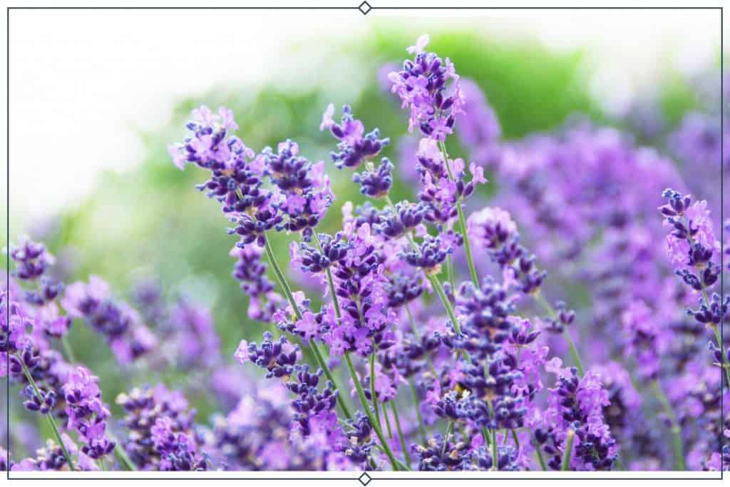 Lavender - A good option for Bedroom Plant