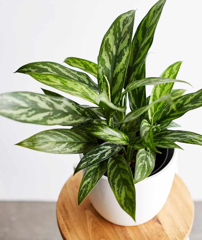 Philippine Evergreen plant