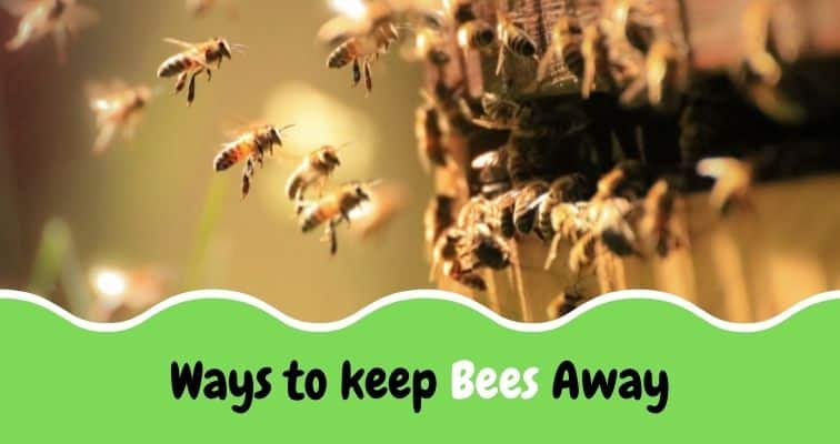 keep bees away