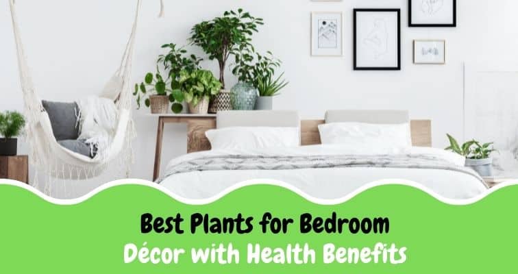 plants for bedroom