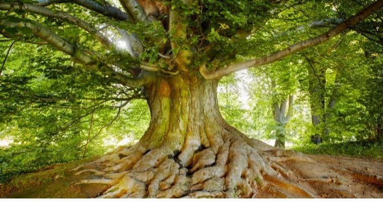 Are evergreen trees Toxic?