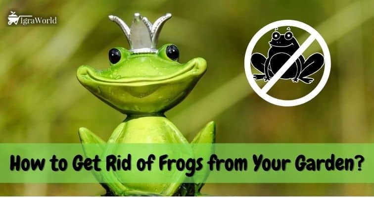 How to Get Rid of Frogs from Your Garden