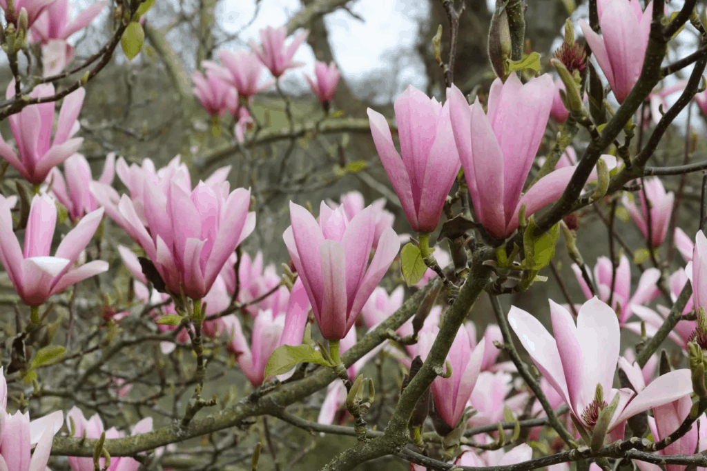 Lily Magnolia (Magnolia Liliiflora)
