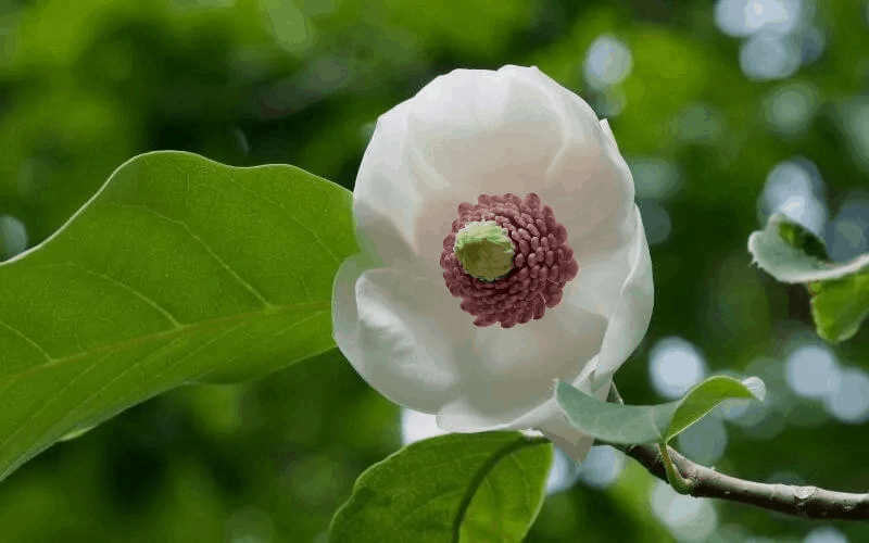 Oyama Magnolia (Magnolia Sieboldii)