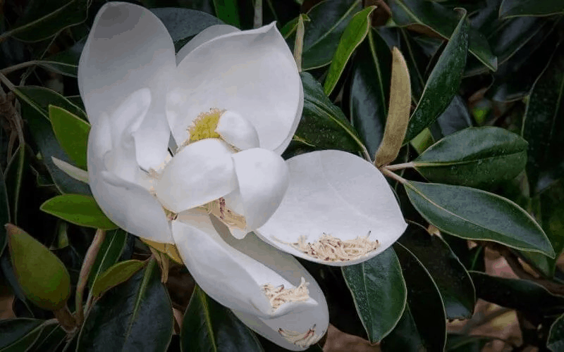 Sweet Bay Magnolia (Magnolia Virginiana)