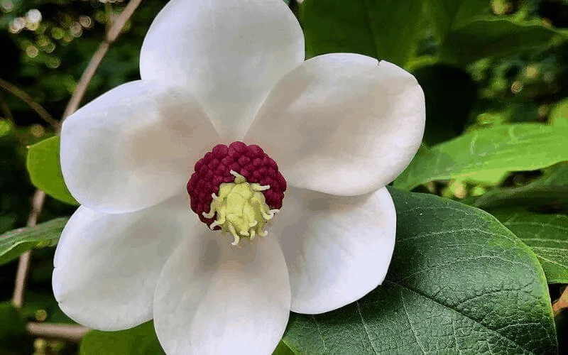 Wilson’s Magnolia (Magnolia Wilsonii)