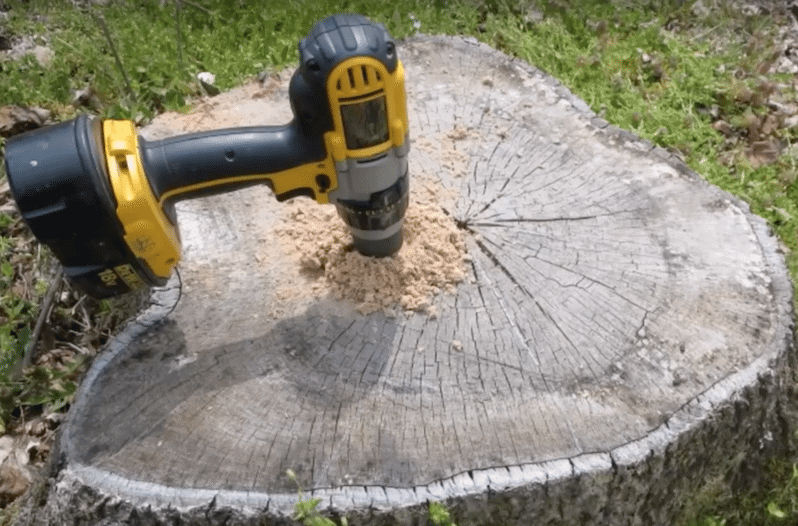 Why Would You Want to Rot Your Tree Stump?