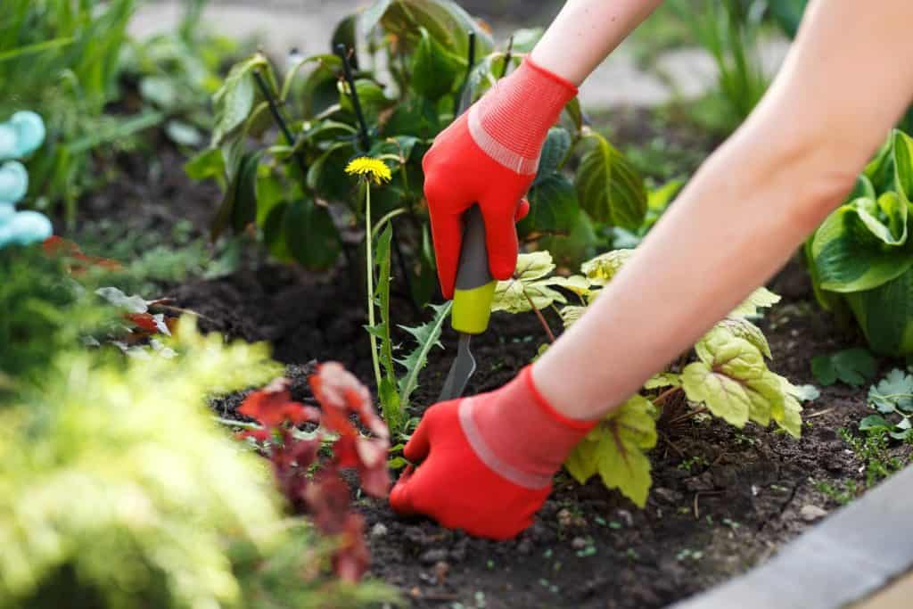 Tips to Deal with Weed in Your Garden