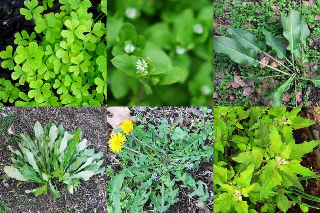 Types of Garden Weeds