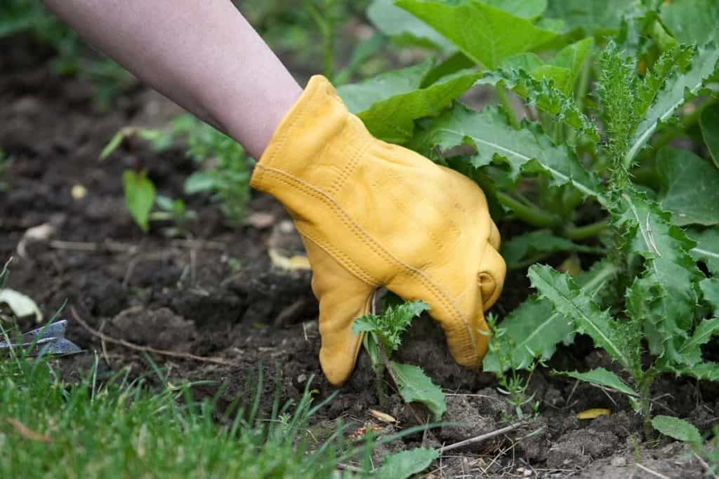 common Mistakes with Weed Control