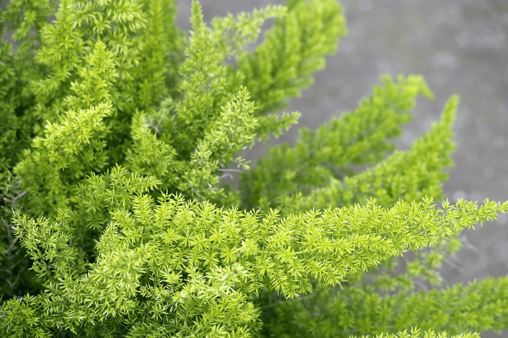 Asparagus ferns (Asparagus aethiopicus)