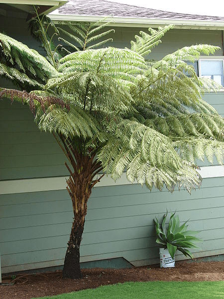Australian tree ferns (Sphaeropteris cooperi)