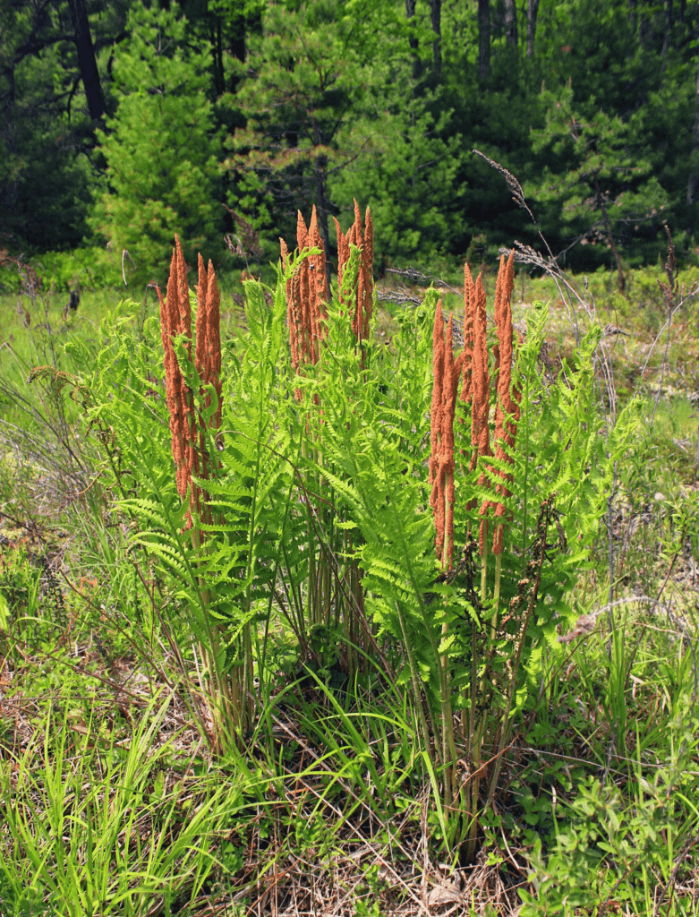 Cinnamon ferns (Osmundastrum cinnamomeum)