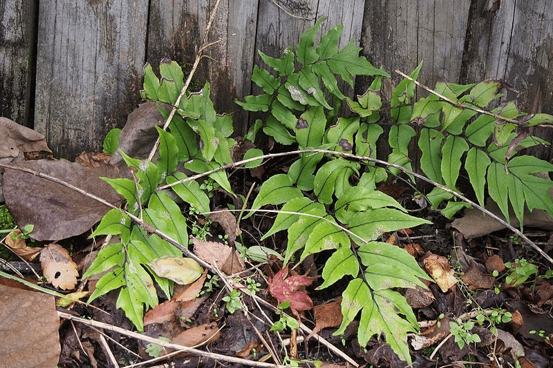 Holly ferns (Cyrtomium Falcatum)