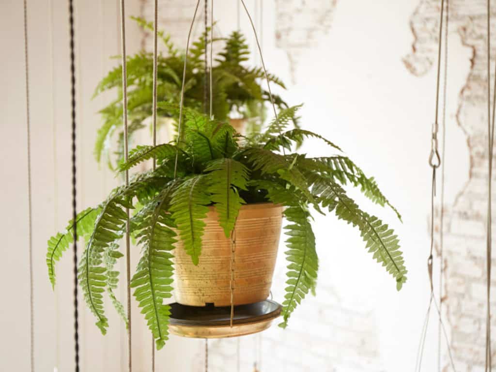 Planting and Caring for Ferns