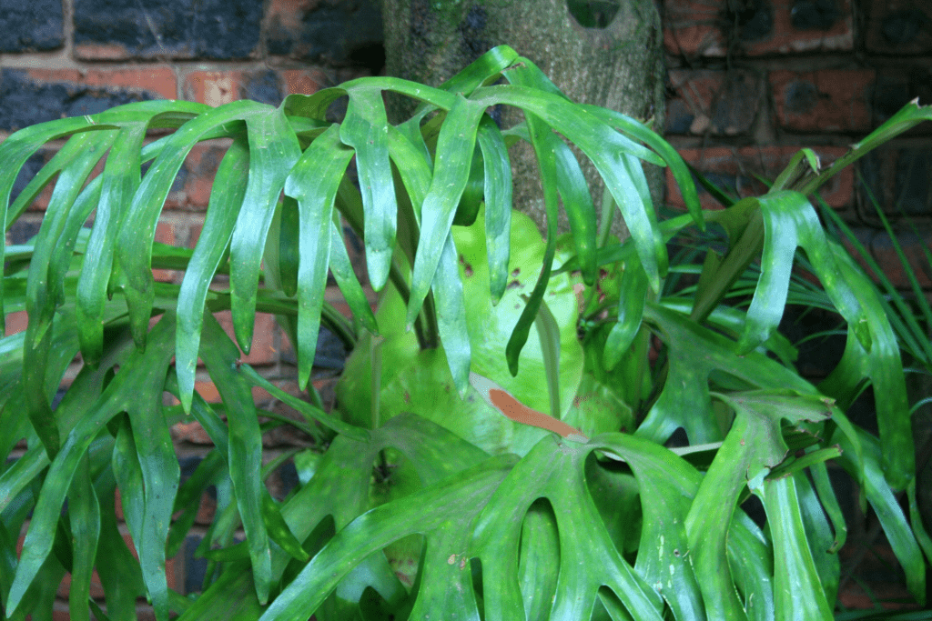 Staghorn ferns (Platycerium Spp)