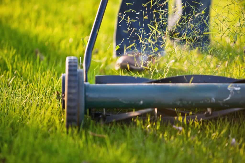 how often should i mow the lawn