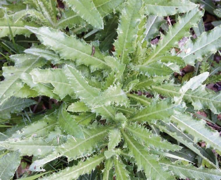 How to Prevent Canada Thistle from Coming Back