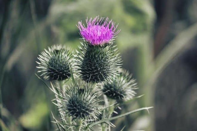 What is Canada Thistle?
