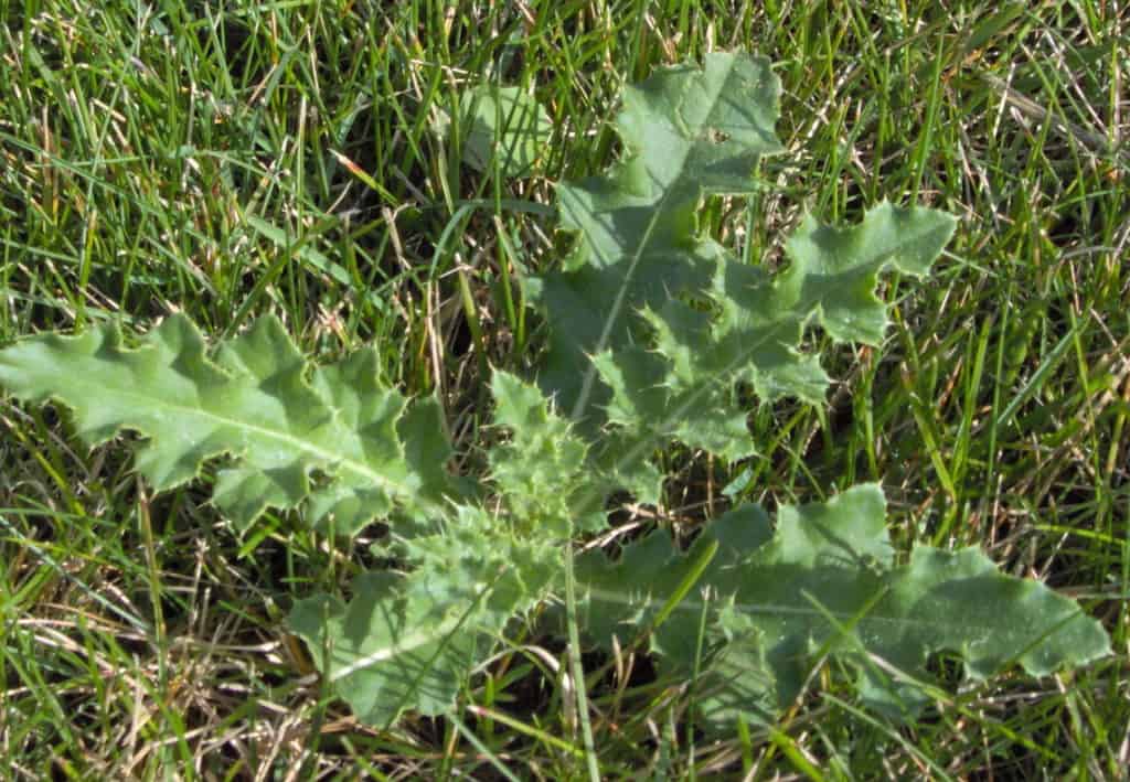 When is The Best Time to Get Rid of Canada Thistle
