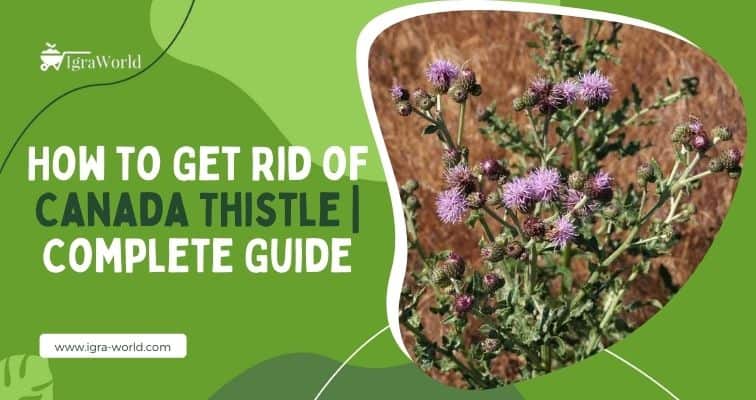 how to get rid of Canada Thistle