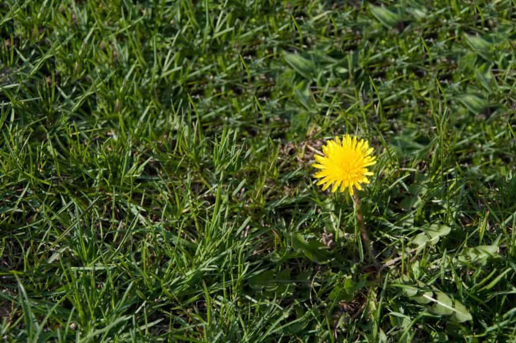Are Dandelions Good For A Garden?