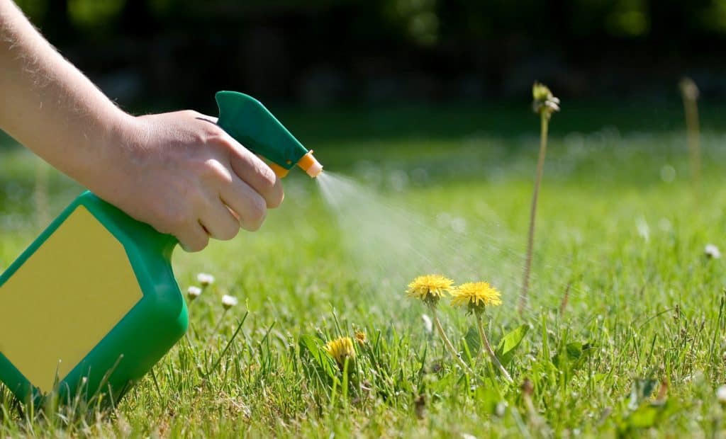 Chemically Removing Dandelions From Your Garden
